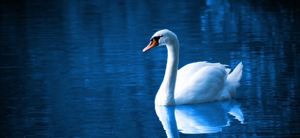 White Queen Swan